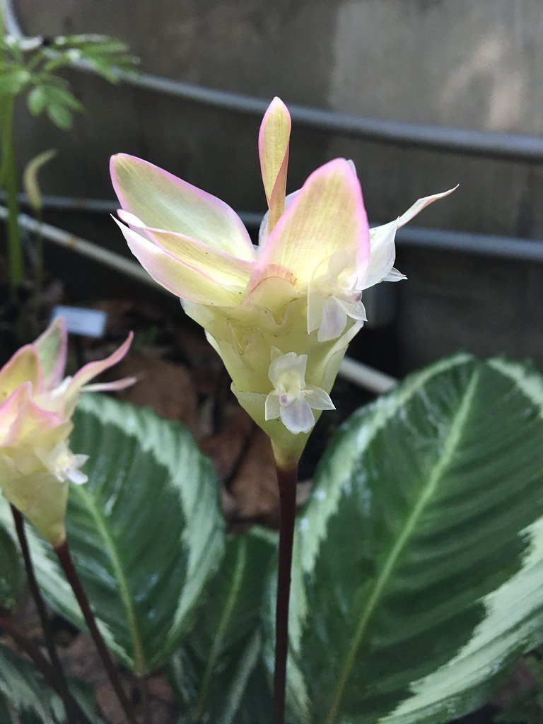 Calathea Mia