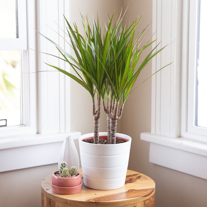Madagaskar Dragon Tree Dracaena Marginata